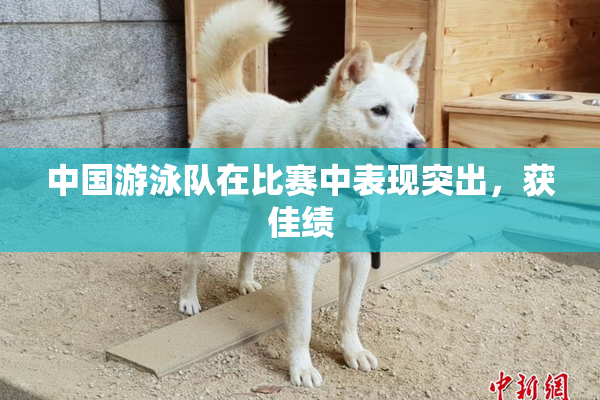 中国游泳队在比赛中表现突出，获佳绩