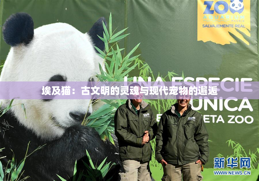 埃及猫：古文明的灵魂与现代宠物的邂逅