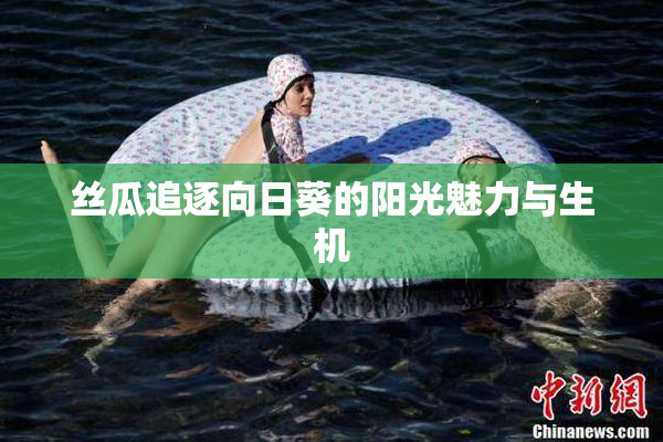 丝瓜追逐向日葵的阳光魅力与生机