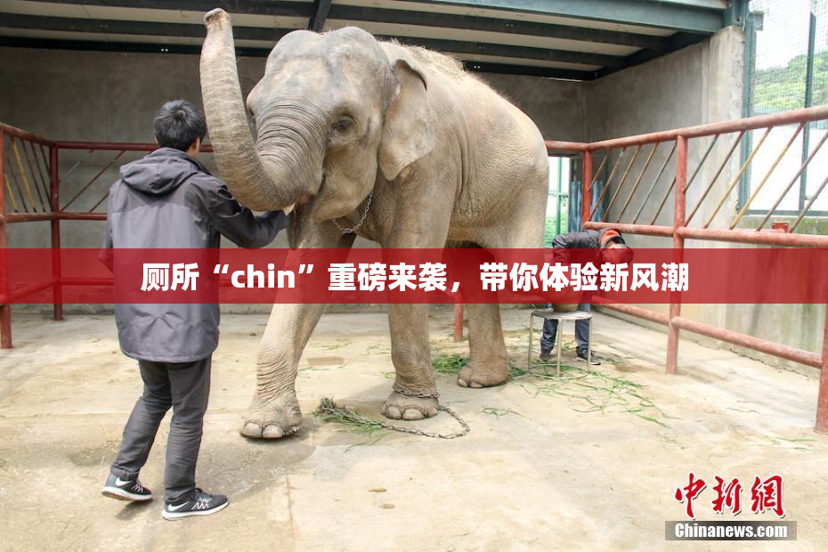 厕所“chin”重磅来袭，带你体验新风潮