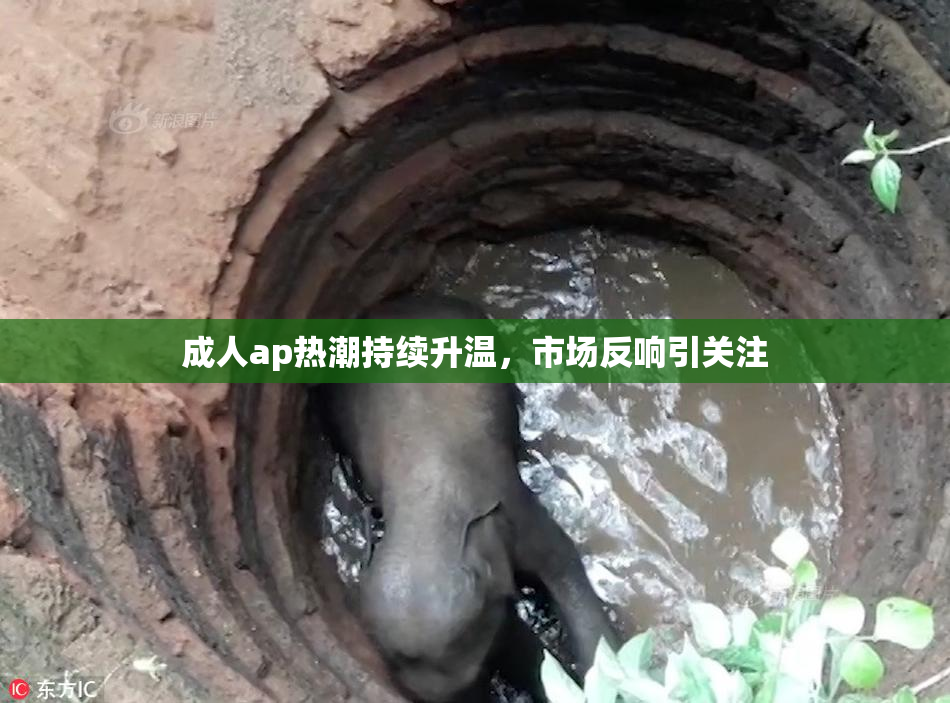 成人ap热潮持续升温，市场反响引关注