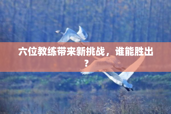 六位教练带来新挑战，谁能胜出？