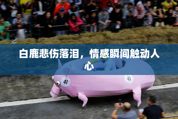 白鹿悲伤落泪，情感瞬间触动人心