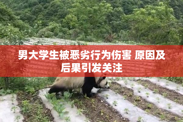 男大学生被恶劣行为伤害 原因及后果引发关注