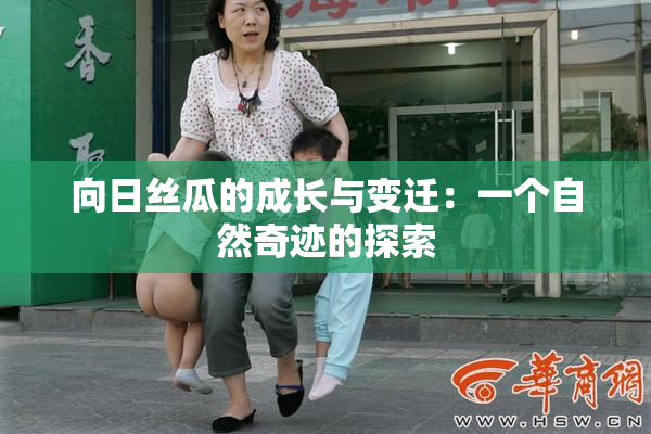 向日丝瓜的成长与变迁：一个自然奇迹的探索