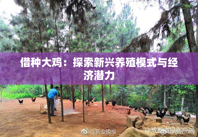 借种大鸡：探索新兴养殖模式与经济潜力