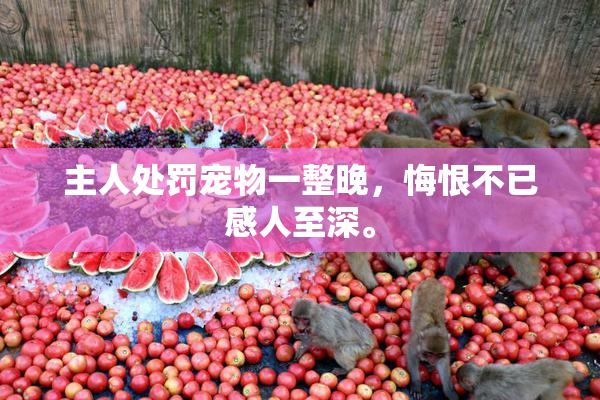 主人处罚宠物一整晚，悔恨不已感人至深。