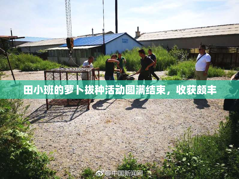 田小班的萝卜拔种活动圆满结束，收获颇丰