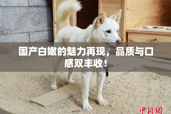 国产白嫩的魅力再现，品质与口感双丰收！