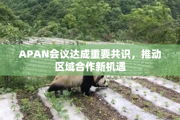 APAN会议达成重要共识，推动区域合作新机遇