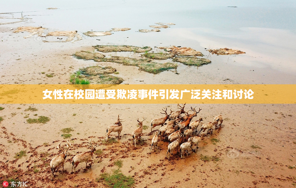 女性在校园遭受欺凌事件引发广泛关注和讨论