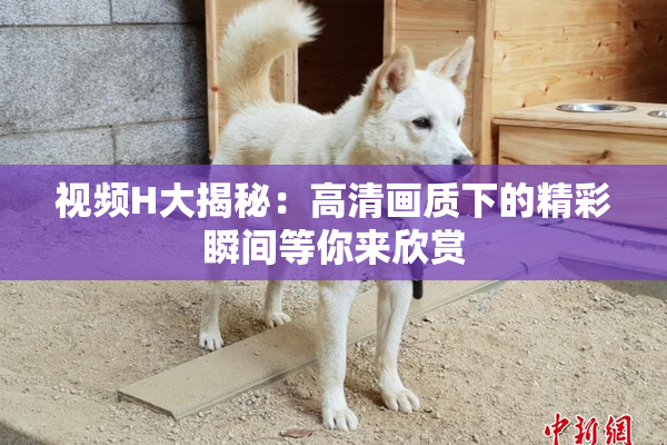 视频H大揭秘：高清画质下的精彩瞬间等你来欣赏