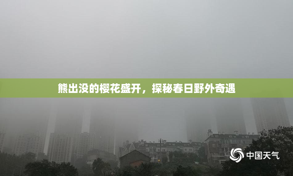 熊出没的樱花盛开，探秘春日野外奇遇
