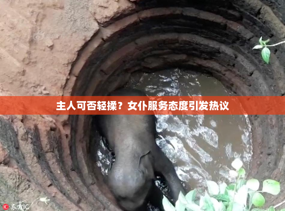 主人可否轻揉？女仆服务态度引发热议