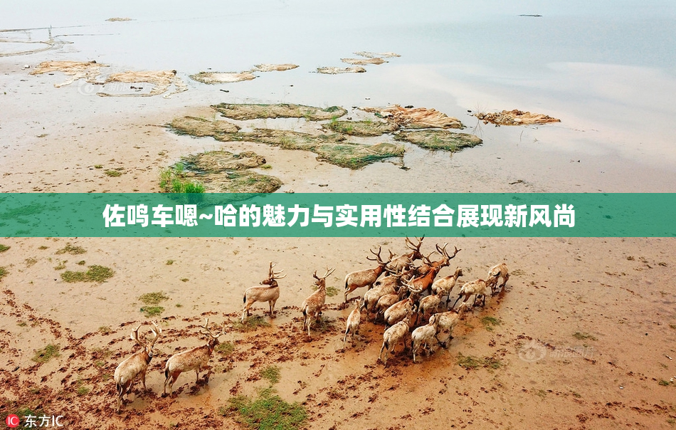 佐鸣车嗯~哈的魅力与实用性结合展现新风尚