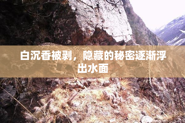 白沉香被剥，隐藏的秘密逐渐浮出水面