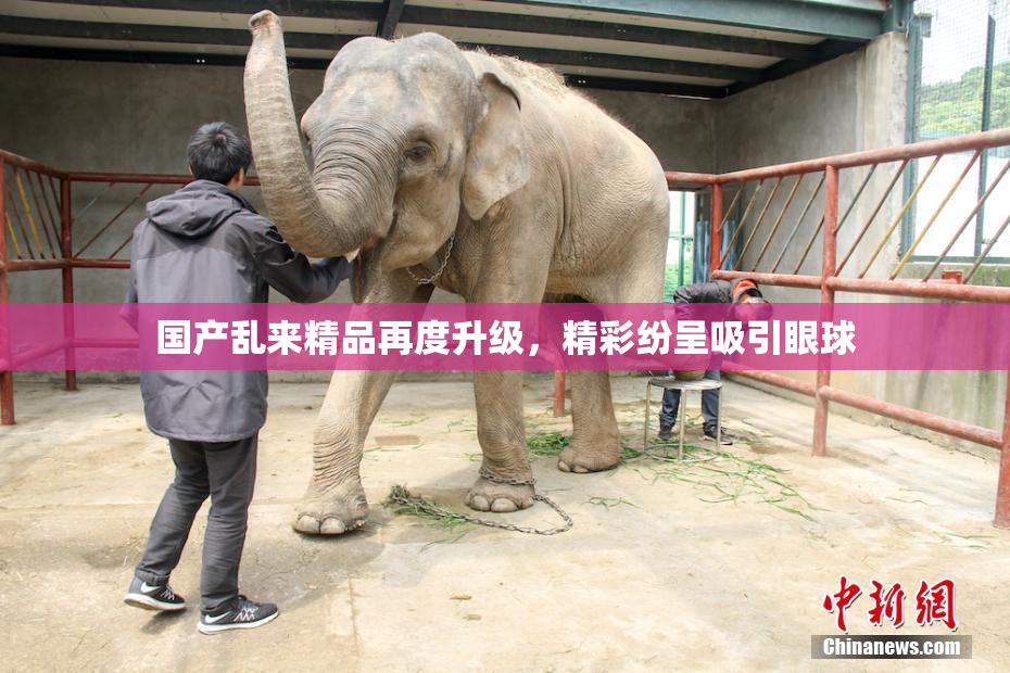 国产乱来精品再度升级，精彩纷呈吸引眼球