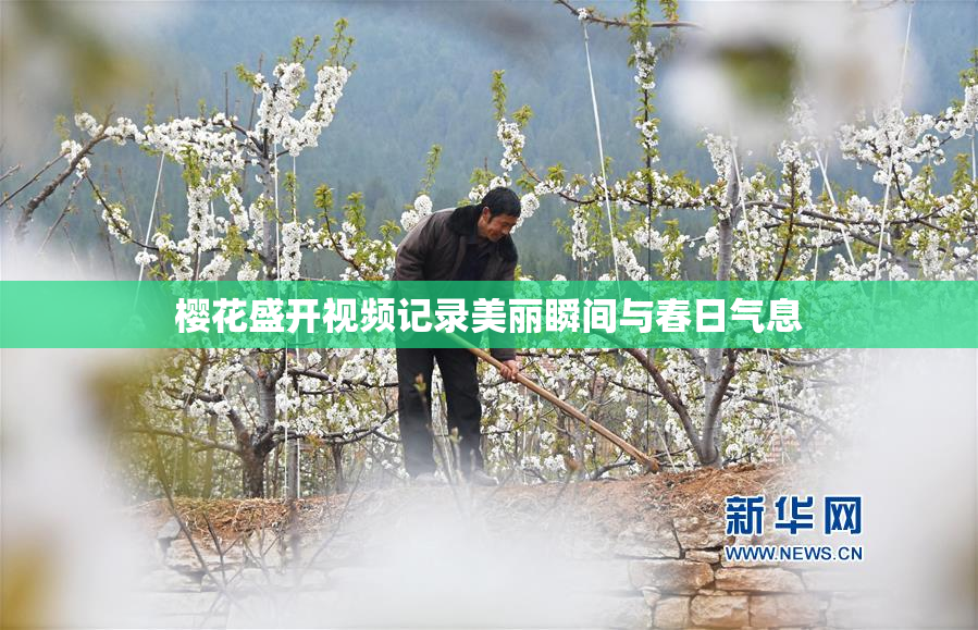 樱花盛开视频记录美丽瞬间与春日气息