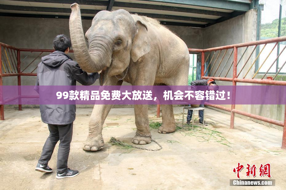99款精品免费大放送，机会不容错过！