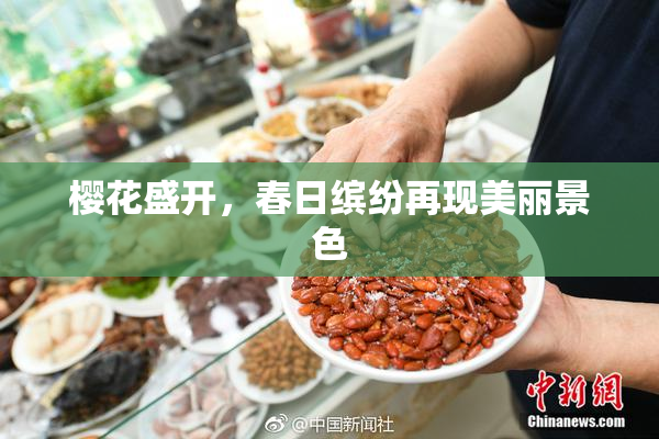 樱花盛开，春日缤纷再现美丽景色