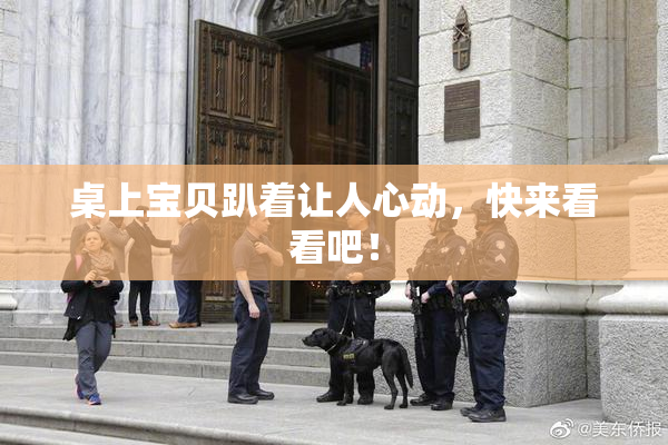 桌上宝贝趴着让人心动，快来看看吧！