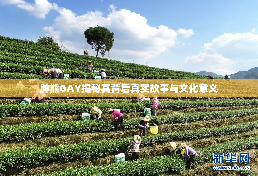 胖熊GAY揭秘其背后真实故事与文化意义