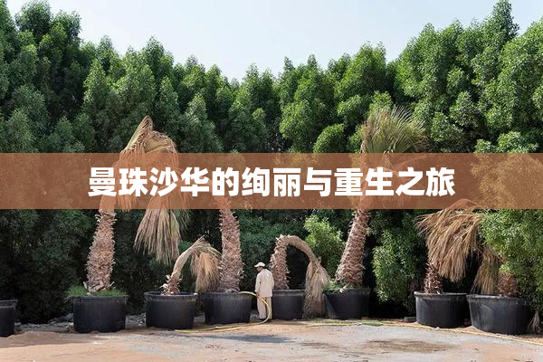 曼珠沙华的绚丽与重生之旅