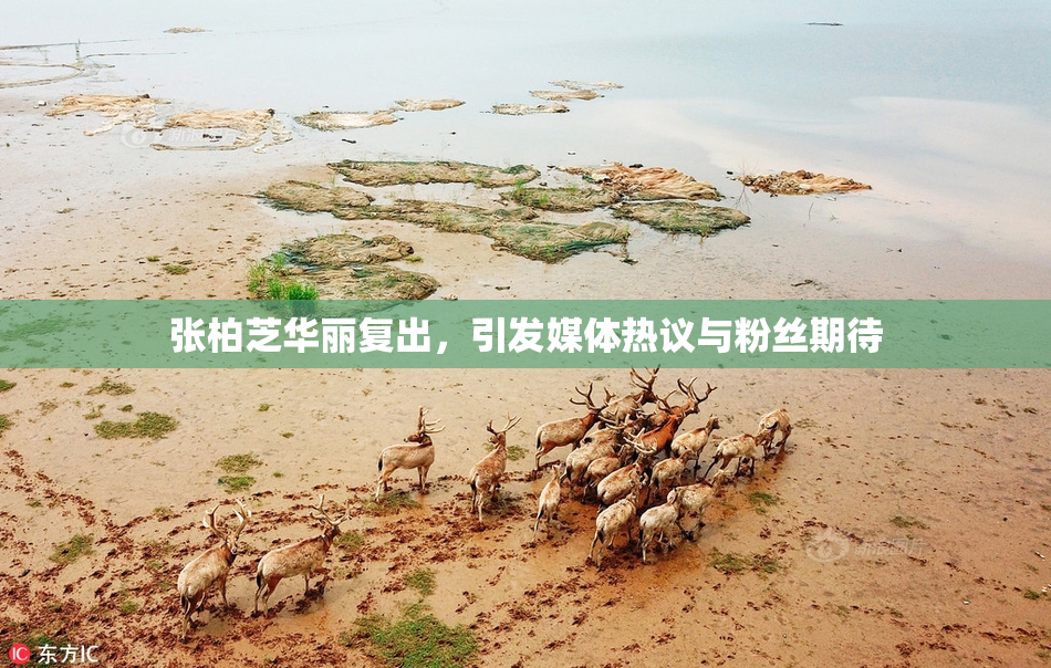 张柏芝华丽复出，引发媒体热议与粉丝期待