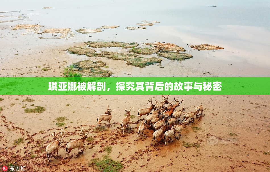 琪亚娜被解剖，探究其背后的故事与秘密