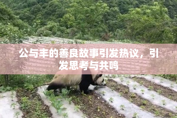 公与丰的善良故事引发热议，引发思考与共鸣