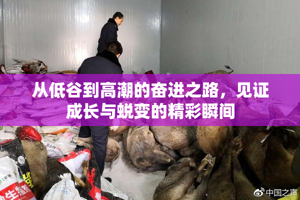 从低谷到高潮的奋进之路，见证成长与蜕变的精彩瞬间