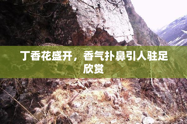 丁香花盛开，香气扑鼻引人驻足欣赏