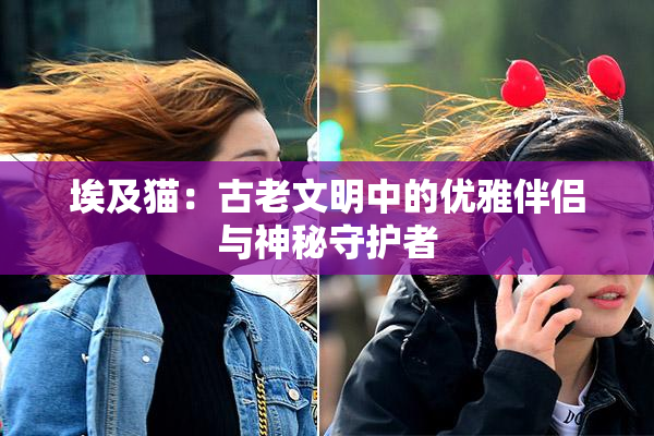 埃及猫：古老文明中的优雅伴侣与神秘守护者