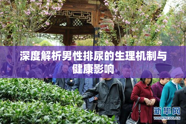 深度解析男性排尿的生理机制与健康影响