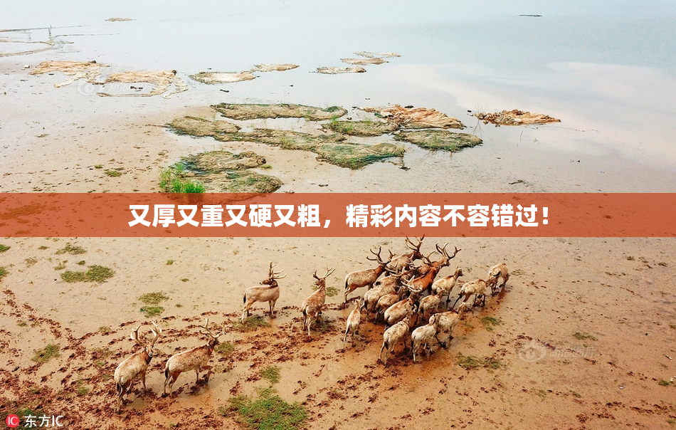 又厚又重又硬又粗，精彩内容不容错过！