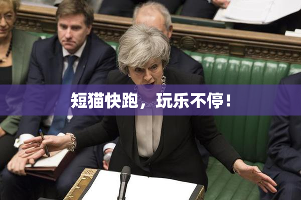 短猫快跑，玩乐不停！