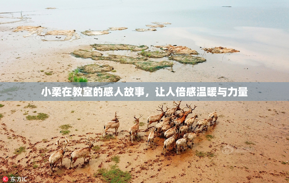 小柔在教室的感人故事，让人倍感温暖与力量