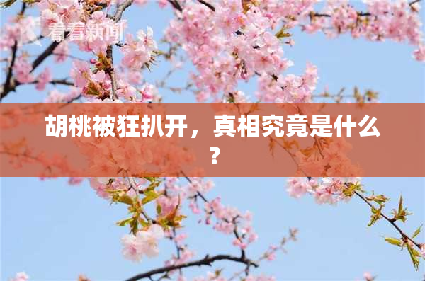 胡桃被狂扒开，真相究竟是什么？