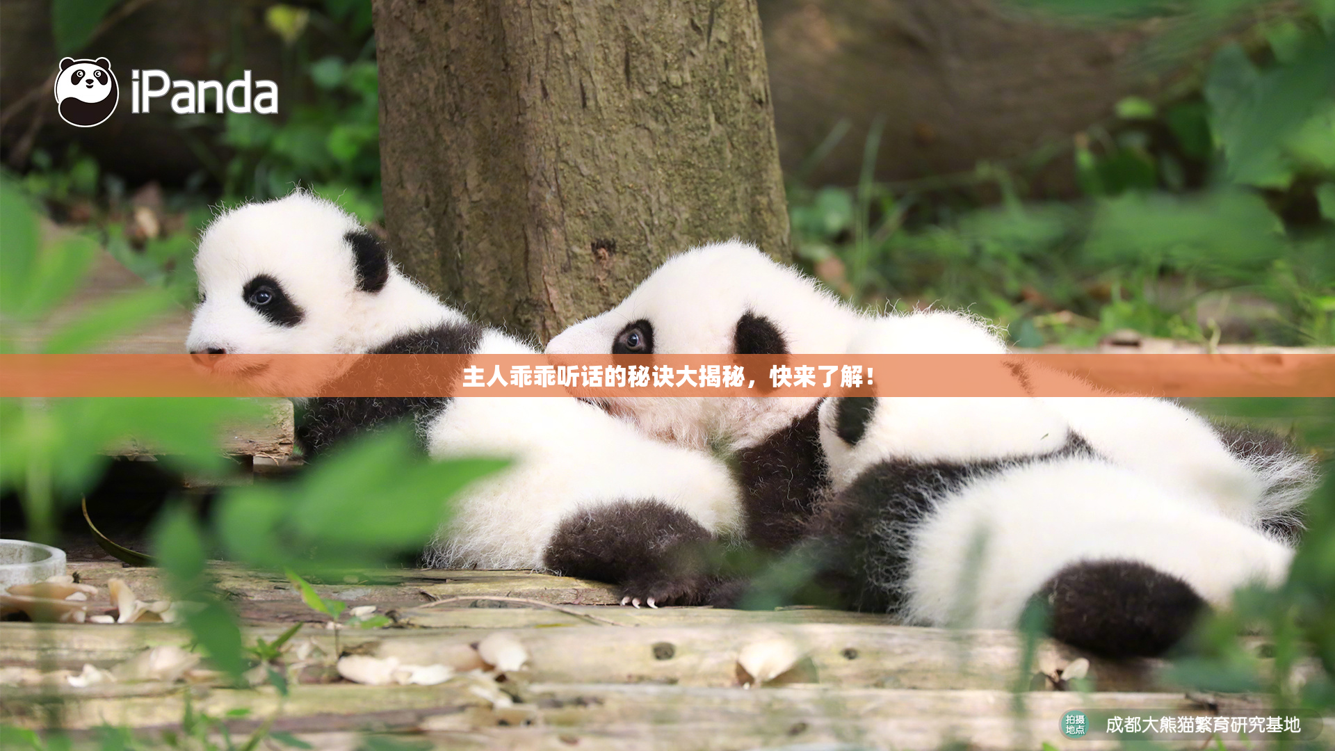 主人乖乖听话的秘诀大揭秘，快来了解！
