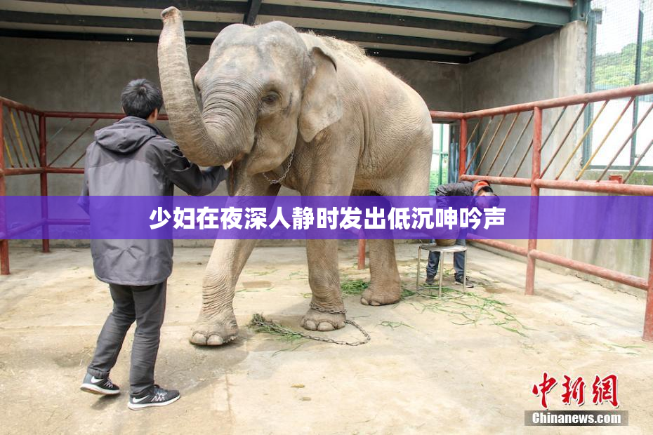 少妇在夜深人静时发出低沉呻吟声