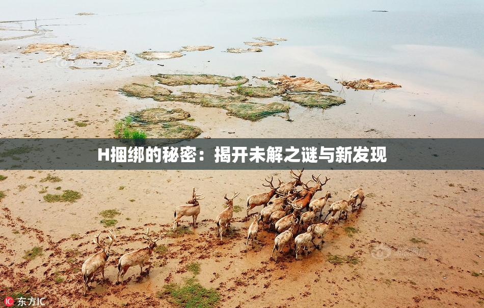 H捆绑的秘密：揭开未解之谜与新发现