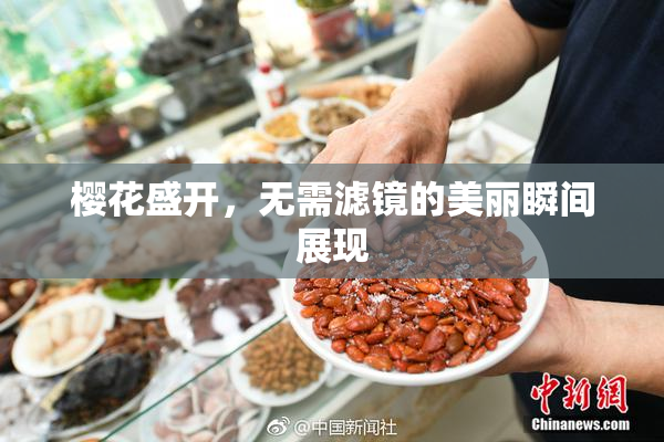 樱花盛开，无需滤镜的美丽瞬间展现