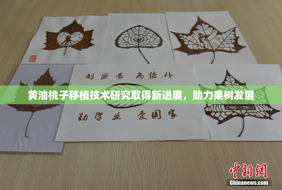 黄油桃子移植技术研究取得新进展，助力果树发展