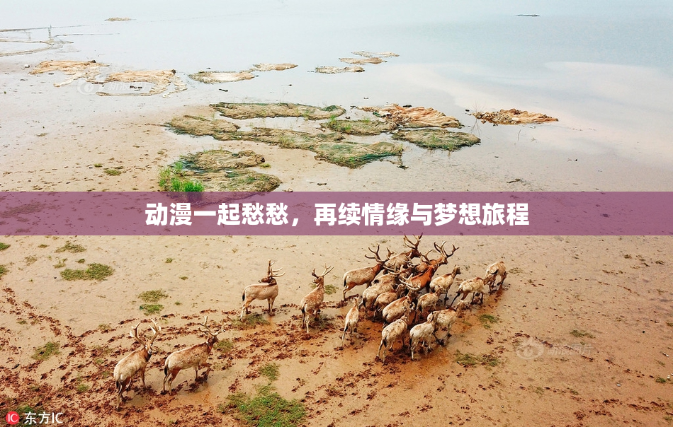动漫一起愁愁，再续情缘与梦想旅程