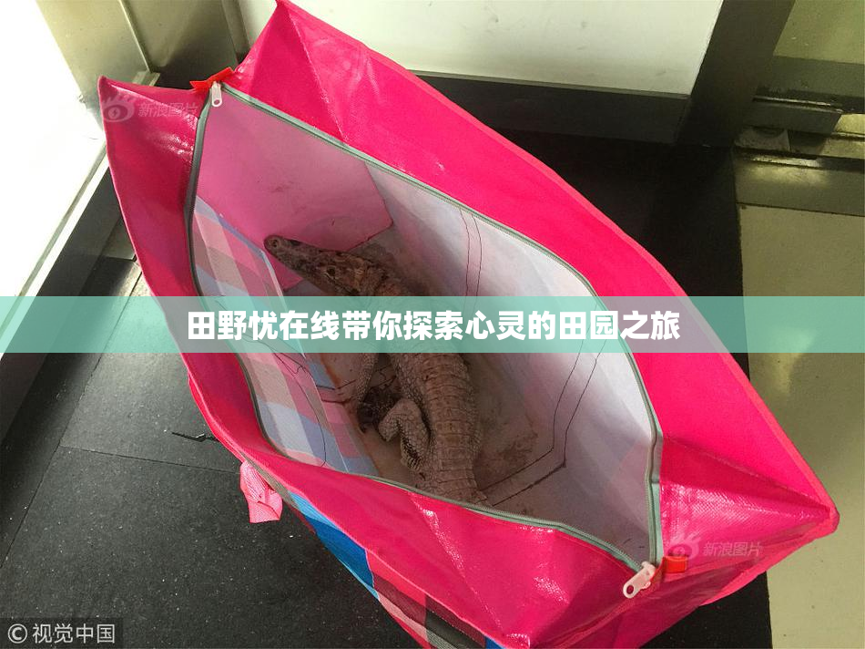 田野忧在线带你探索心灵的田园之旅