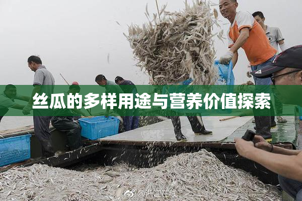 丝瓜的多样用途与营养价值探索