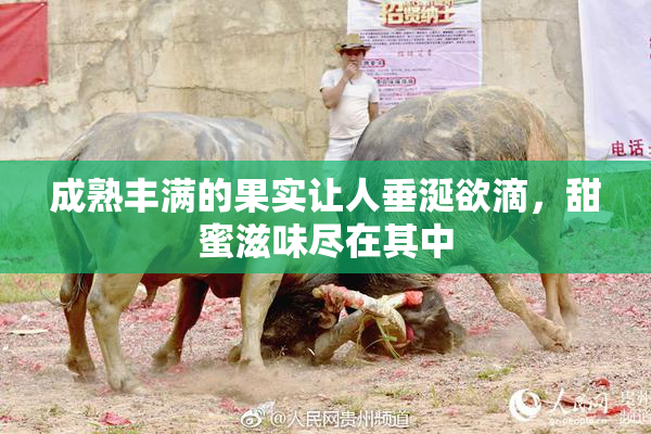 成熟丰满的果实让人垂涎欲滴，甜蜜滋味尽在其中