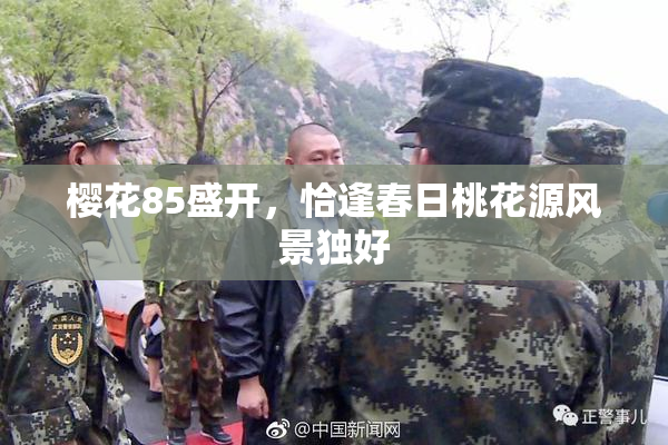 樱花85盛开，恰逢春日桃花源风景独好