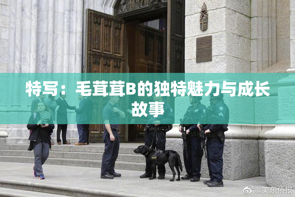 特写：毛茸茸B的独特魅力与成长故事