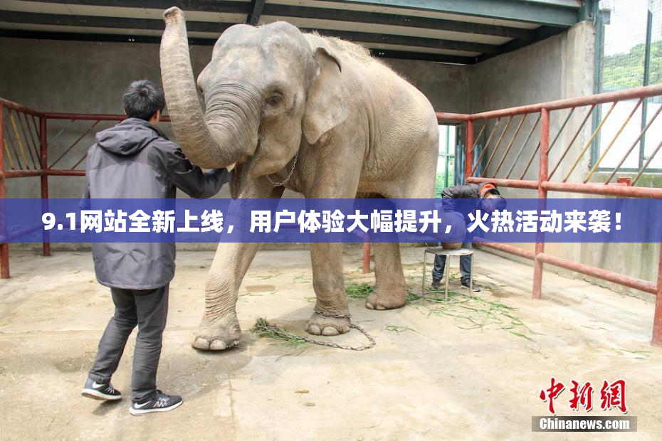 9.1网站全新上线，用户体验大幅提升，火热活动来袭！
